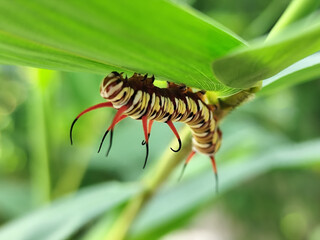 Close-up view of Blue Striped Crow caterpillar. Euploea mulciber caterpillar on a leaf, beautiful patterned caterpillar with striking horns.