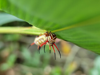 Close-up view of Blue Striped Crow caterpillar. Euploea mulciber caterpillar on a leaf, beautiful patterned caterpillar with striking horns.