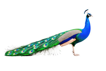 Fototapeta premium Peacock displaying feathers isolated photography