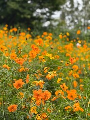 Fototapeta premium field of flowers
