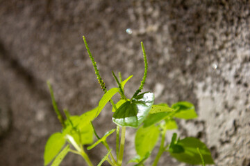 Plants growing between water pipes.
Pinrang, South Sulawesi Indonesia.
March 08 2025
