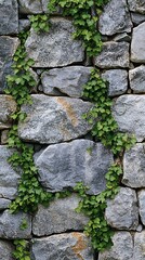 Ivy growing on a stone wall.