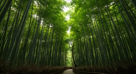 Fototapeta premium green bamboo forest