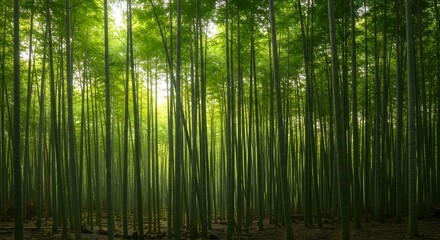 Obraz premium bamboo forest background