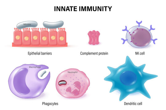 Innate immunity. The Immune System. Immune response. Epithelial, Complement protein, NK cell Macrophage and Dendritic cell.