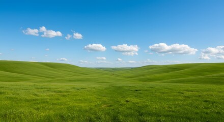 Fototapeta premium green field and blue sky