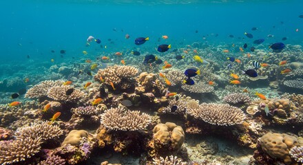 coral reef