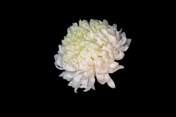 close up of a white flower
