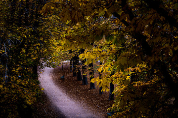  serene autumn path covered in golden leaves winding through a peaceful park