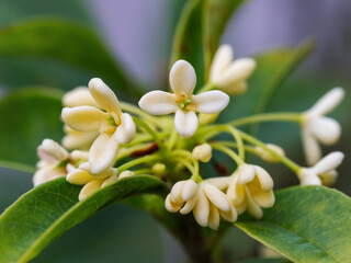 Osmanthus fragrans var. Aurantiacus
