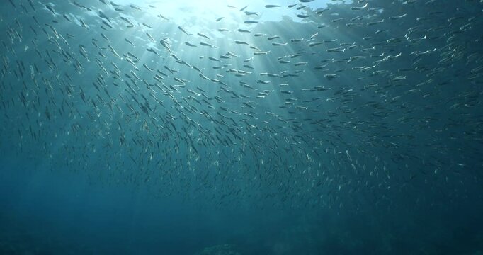 silversides hiding behind  rocks  under sun shine and beams underwater silverside fish school wavy sea protection Atherina boyeri