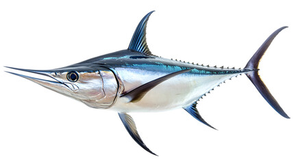 Swordfish illustration