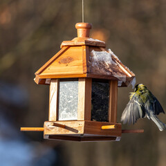 Naklejka premium A tit flying to a bird feeder in the morning sun