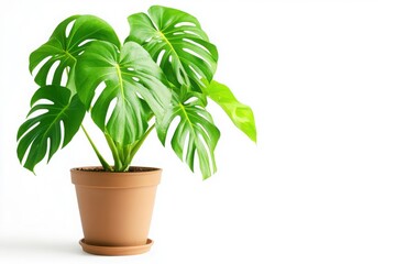Monstera Plant in a Terracotta Pot