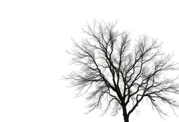 Obraz premium A lone deciduous tree, branches reaching skyward, stark against a pure white backdrop, peaceful, single tree