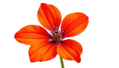 Fototapeta premium A single, vibrant flower, petals unfurled, isolated against a pure white backdrop, wildflower, closeup