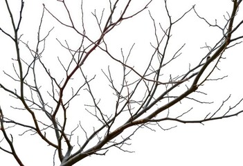 Obraz premium Bare, intertwined branches isolated against pure white backdrop, branch, branches