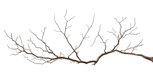 Fototapeta premium Bare, twisting branches isolated on pure white, graphic, stock photo