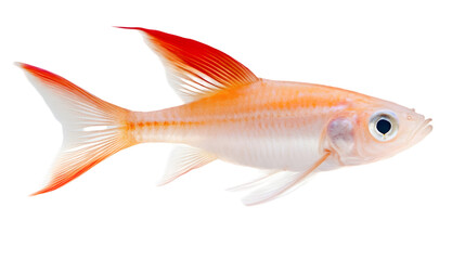 Obraz premium Orange and White Tropical Fish