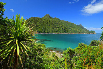 picturesque  smuggler's bay beach and a cabbage tree  from an overlook on busby head on a sunny summer day while hiking the smugglers bay loop trail, near whangarei on the north island of new zealand