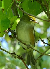  a pretty olive-colored,  silvereye bird  hiding in a tree, while hiking the smugglers bay loop trail in summer, near whangarei on the north island of new zealand