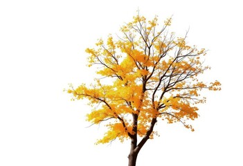 Obraz premium Lone deciduous tree, branches reaching skyward, stark white backdrop, autumn, tree