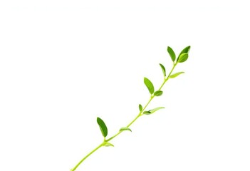 Obraz premium Single vibrant green plant, isolated on pure white background, foliage, nature