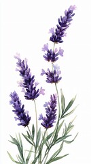 Obraz premium Delicate watercolor illustration of lavender sprigs, perfect for summer designs, wellness promotions, and floral-themed events or advertisements with ample copy space.