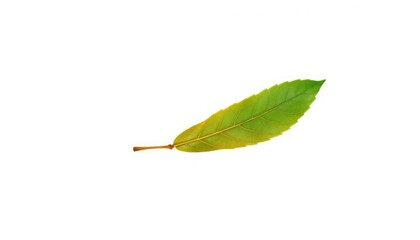 Single, withered leaf isolated on pure white backdrop,  natural,  withered