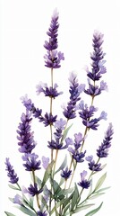 Fototapeta premium Delicate watercolor illustration of lavender sprigs, perfect for floral design, wedding invitations, and summer events, evoking a fresh and serene atmosphere.