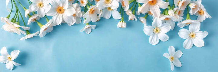 Top view image of white flowers composition over blue background .Flat lay