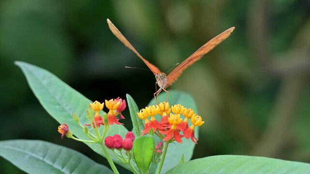 Julia Butterfly (Dryas iulia - South and Central America) flapping its wings quickly and flying briefly while feeding [Slow motion x10] Captive