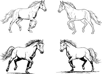 Collection of four horse sketches showing dynamic running poses on a clean white backdrop Great for equestrian themed projects or illustrations.