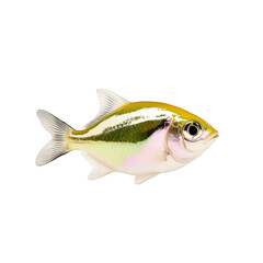 Fototapeta premium Hatchetfish with metallic reflective scales and glowing underbelly isolated on a transparent background shimmering bioluminescent deep sea fish 