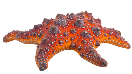 Close up of vibrant orange starfish with dark spots