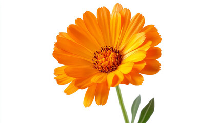Vibrant orange calendula flower isolated on white background gold herb bloom vivid plant macro fresh