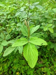 Flemingia macrophylla plant with bright green leaves, highlighting the natural beauty and texture of this species