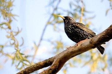 starling sitting on a branch on a spring morning