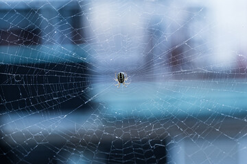 close-up of a spider at the center of a delicate web with a soft blurred background