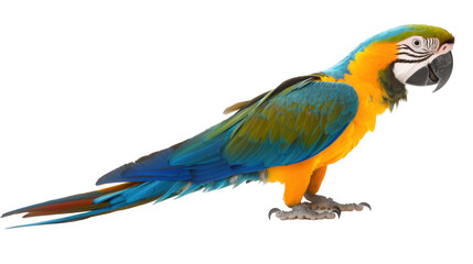 Fototapeta premium Vibrant Blue and Gold Macaw Parrot