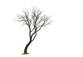 A lone tree stands against a stark white backdrop, branches reaching skyward, spring, tranquil