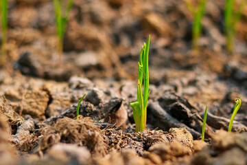 Young seedlings of onion in the ground in the early spring.