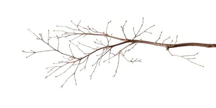 Delicate, bare branches isolated against a pure white backdrop, image, delicate