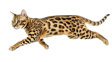 Obraz premium Bengal Cat Running