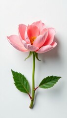 Fototapeta premium Delicate flower petals unfurl on a crisp white surface, background, minimalist, flower