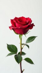 Single red rose, pure white background Intense color contrast , stem, close-up, romance