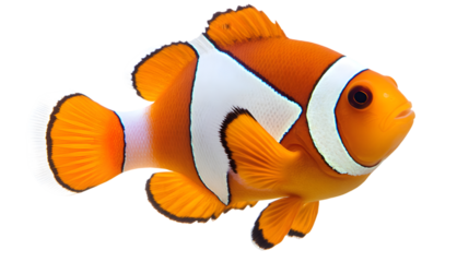 Ocellaris Clownfish Underwater