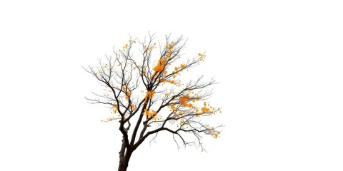 Obraz premium Lone deciduous tree, branches reaching skyward, against pure white, autumn, peaceful