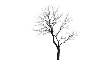 Lone deciduous tree, stark branches against bright white, tree,  minimal