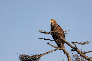 White-tailed eagle sits on a tree against the sky
